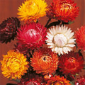 Tom Thumb Mix Strawflower Seeds | Dried Flower Seeds | Helichrysum bracteatum | 150 Seeds | Vibrant Colors | Easy to Grow