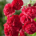 Double Scarlet Hollyhock Seeds - Perennial Flower Seeds, Alcea rosea, 25 Pack, Vibrant Double Blooms, Attracts Pollinators, Cottage Garden