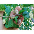 White Mulberry Cuttings (10) for Grafting or Rooting - Sweet 29+Brix, Morus alba