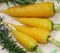 Solar Yellow Carrot Seeds - Daucus carota, 500 Non-GMO Vegetable Seeds for Home Gardening and Containers