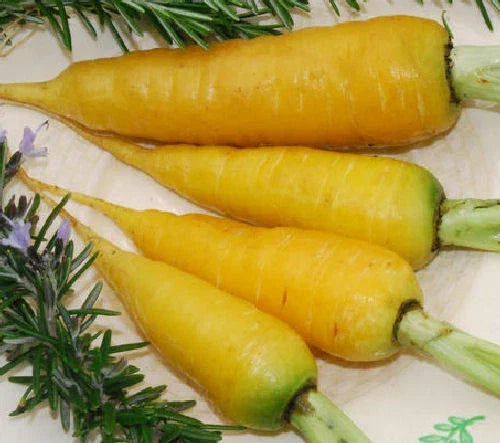 Solar Yellow Carrot Seeds - Daucus carota, 500 Non-GMO Vegetable Seeds for Home Gardening and Containers