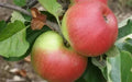 Newton Wonder Apple Seeds - Heirloom Malus domestica for Garden Planting, 25+ Seeds, Juicy Apples, USA Grown, Free Shipping