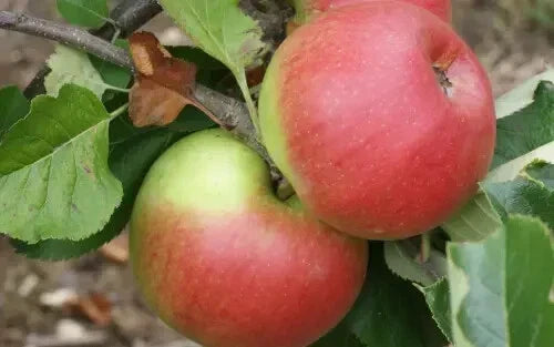 Newton Wonder Apple Seeds - Heirloom Malus domestica for Garden Planting, 25+ Seeds, Juicy Apples, USA Grown, Free Shipping