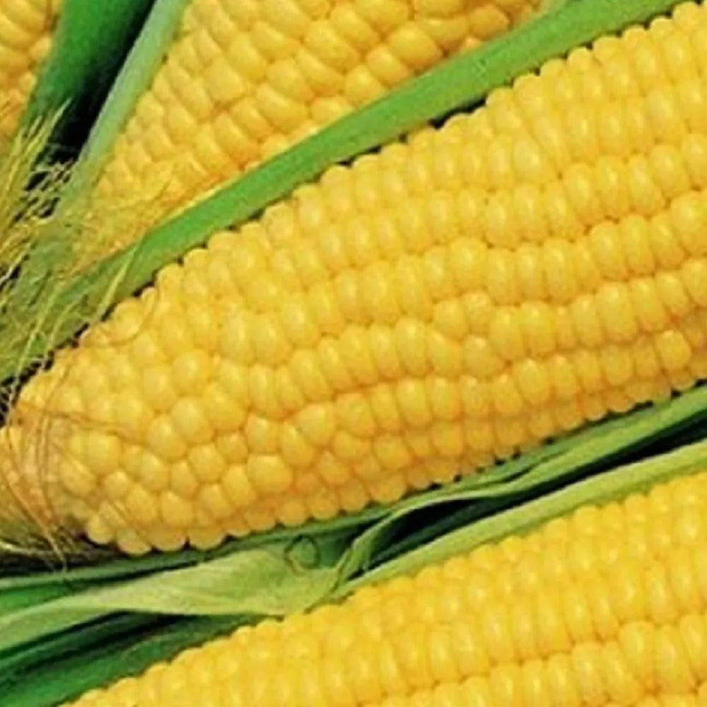 Truckers Favorite Corn Seeds - Non-GMO Heirloom Zea mays, Sweet Corn Seeds for Garden, High Yield, Full Sun, 100 Seeds Pack