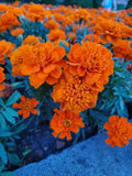 Dwarf Marigold Seeds - 100 Organic Gypsy Sunrise Tagetes patula - Compact Annual Flower for Gardens & Containers