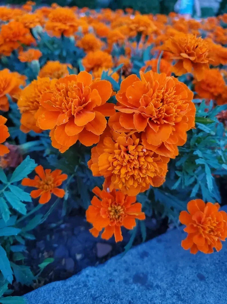 Dwarf Marigold Seeds - 100 Organic Gypsy Sunrise Tagetes patula - Compact Annual Flower for Gardens & Containers