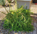 Live Succulent Cuttings Lot – Portulacaria Afra "Mammoth" Elephant Plant – Drought Tolerant, Easy Care, Indoor & Outdoor Gardening