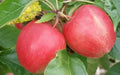 Saturn Apple Seeds - 25+ Heirloom Malus domestica 'Saturn' for Garden Planting, Organic, Non-GMO, Free Shipping
