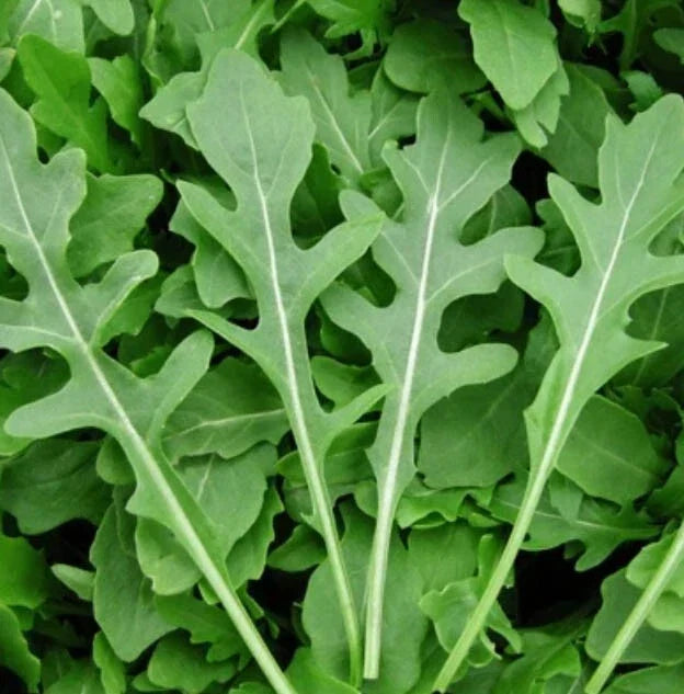 Rocket Arugula Microgreens Seeds – 500 Non-GMO Eruca sativa Salad Herb for Indoor & Outdoor Gardening