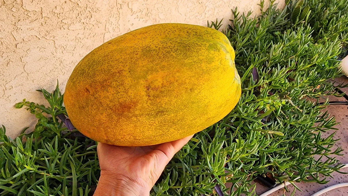 Papaya Fruit Tree Seeds - 100+ Organic Non-GMO Carica papaya Tropical Garden Seeds