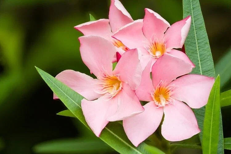 Oleander Seeds Salmon Pink - Nerium oleander Plant Seeds for Garden, Shrub, Landscape, Full Sun, Drought Tolerant