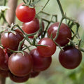 Chocolate Cherry Tomato Seeds – Pack of 25, Indeterminate, Rich Tangy Flavor, Solanum lycopersicum, Compact Growth