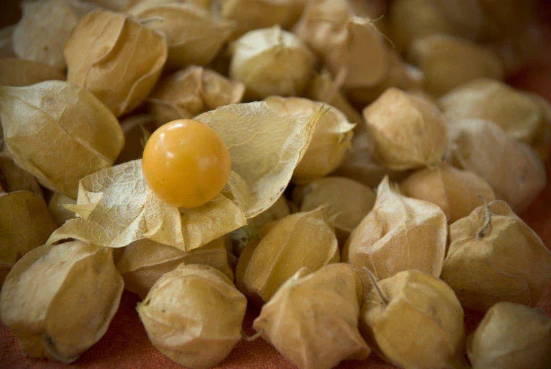 Ground Cherry Seeds 210 Physalis pruinosa Sweet Fruit for Home Garden, Container, Edible, Lantern-Shaped Husks
