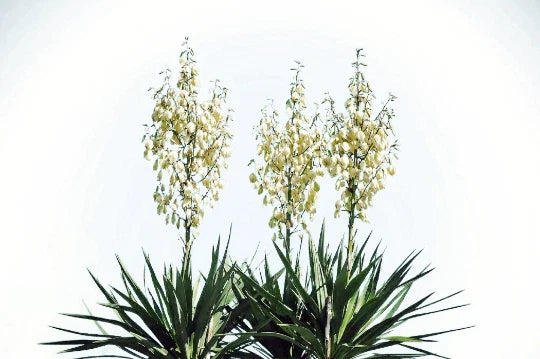 Yucca Glauca Soapweed Flower Seeds – Perennial Plant for Soap Making, Drought-Tolerant, Full Sun, Well-Draining Soil, 20 Seeds