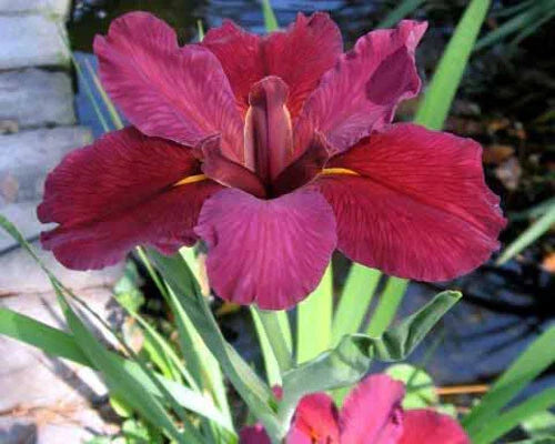 Red Velvet Elvis Louisiana Iris Plants - 5 Fans, Deep Red Blooms, Iris x louisiana, Perennial Garden Flower