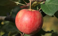 Chestnut Crabapple Seeds - 25+ for Garden Planting, Malus coronaria, Ornamental Deciduous Tree, Pink & White Blossoms, Wildlife Attractant