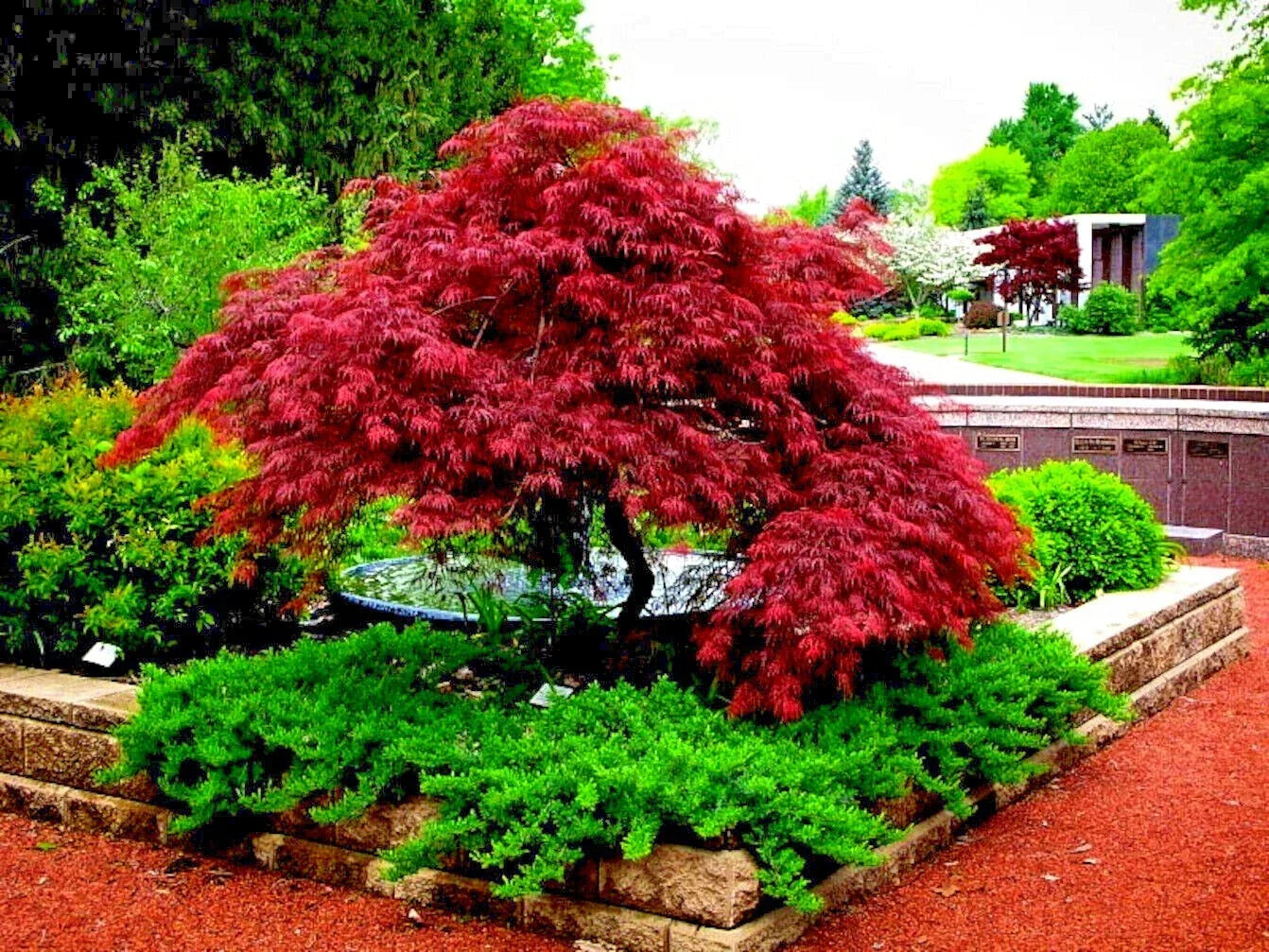 Dwarf Japanese Red Maple Tree Seeds - Acer Scolopendrifolium - Bonsai & Container Gardening - 5 Pack