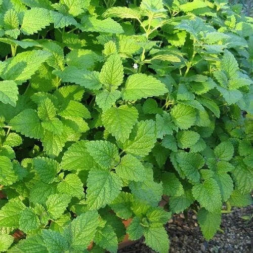 Lemon Balm Live Plant - Well-Rooted Plug for Tea & Garden - Melissa officinalis Herb - Fragrant, Low Maintenance, Culinary & Pollinator Friendly