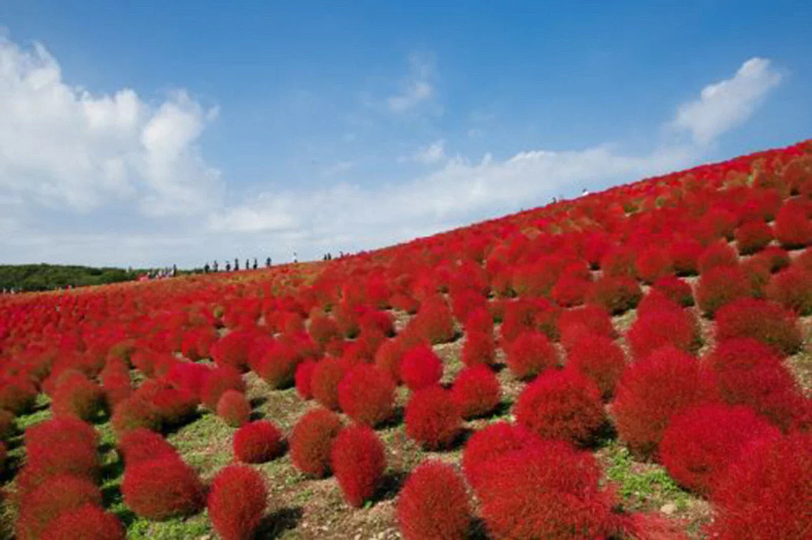Burning Bush Seeds 50+ Kochia Trichophylla Red Foliage for Hedges & Containers, Drought-Tolerant, Fast-Growing