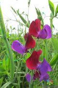 Cupani Sweet Pea Seeds - 50 Count, Fragrant Heirloom Garden Flowers, Lathyrus odoratus, Climbing Annual Vine, USA Grown
