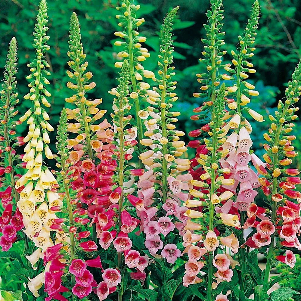 Foxglove Seeds - Excelsior Mix Non-GMO Digitalis purpurea Flower Seeds, Vibrant Colorful Blooms, Pollinator Attracting, Pack of 750-15,000