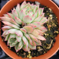 Echeveria Mebina Succulent Bare Root Plant – Rare Rosette Live Plant for Indoor & Outdoor Gardens