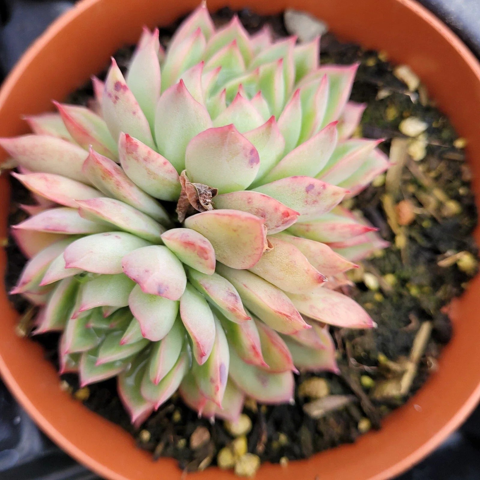 Echeveria Mebina Succulent Bare Root Plant – Rare Rosette Live Plant for Indoor & Outdoor Gardens