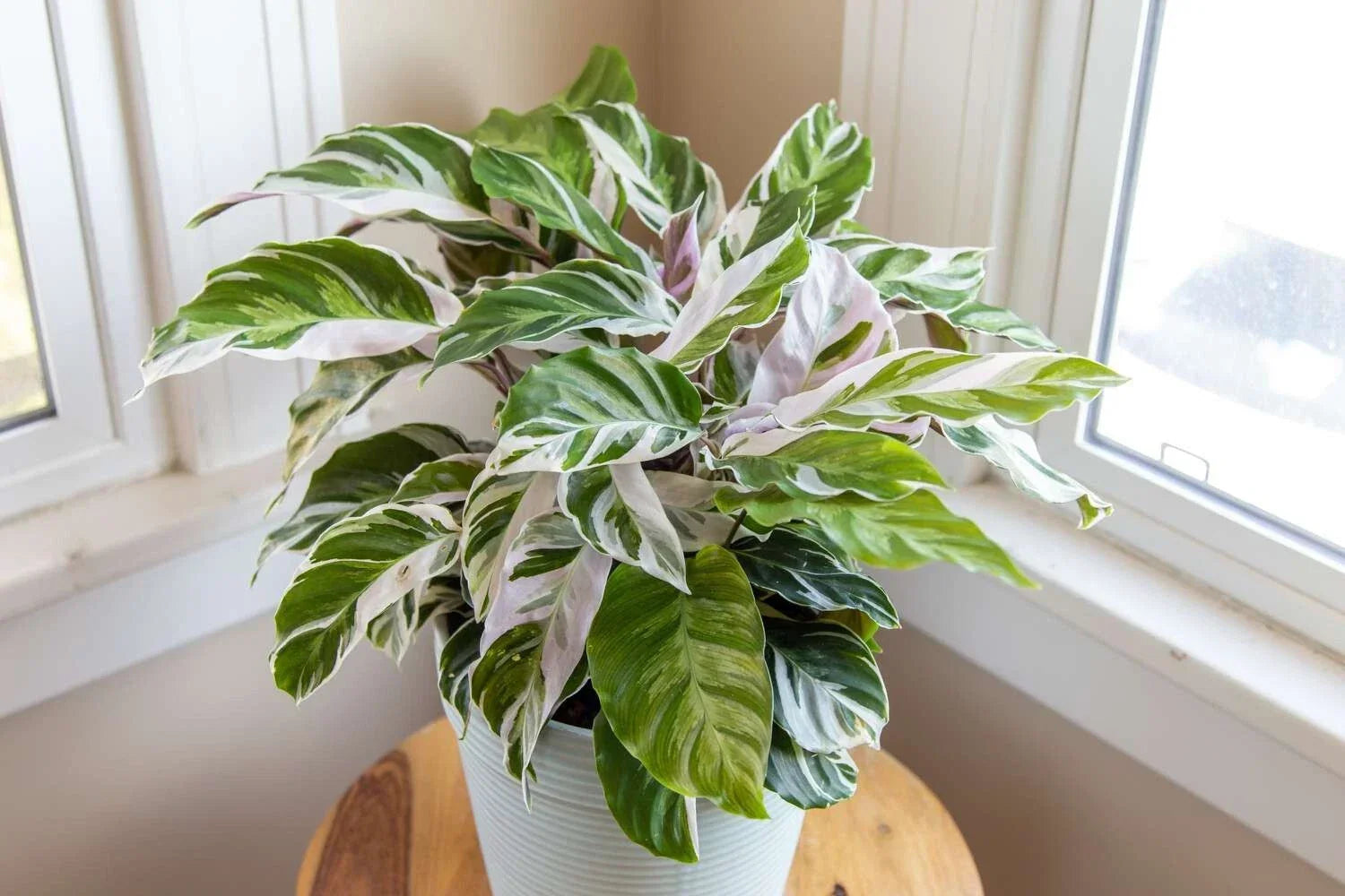 Calathea White Fusion Seeds – 25+ Premium Planting Seeds for Indoor & Outdoor Gardens – Calathea 'White Fusion'