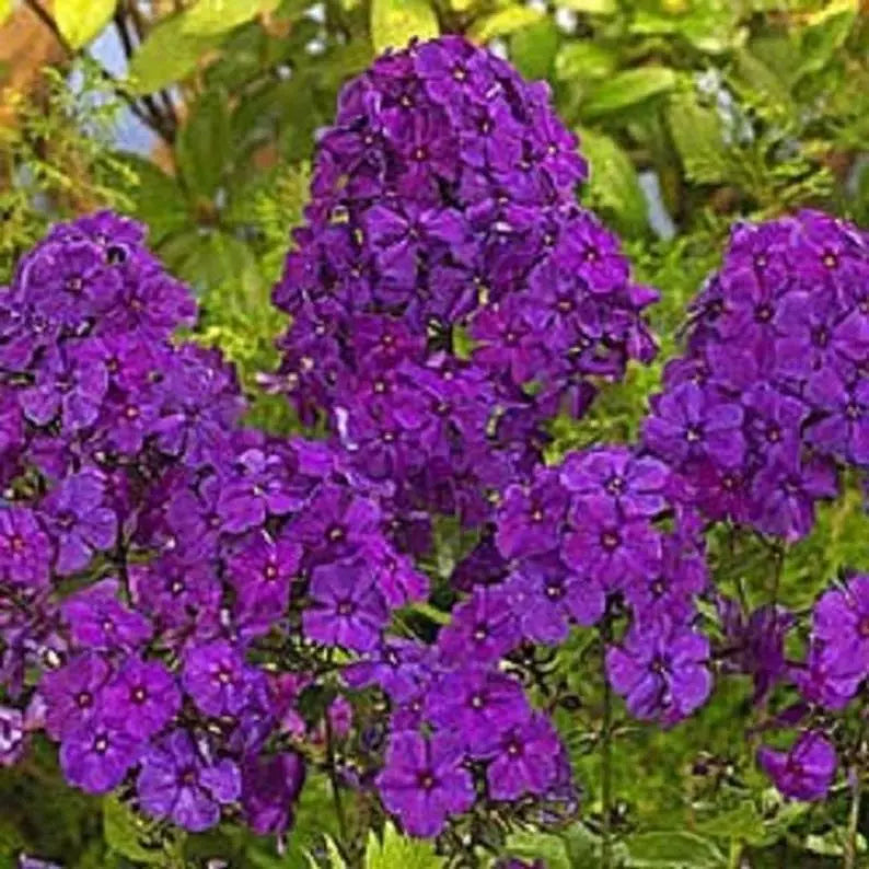 Bright Purple Phlox Seeds | Perennial Flower Seeds | Butterfly Attracting Phlox paniculata | 50 Seeds