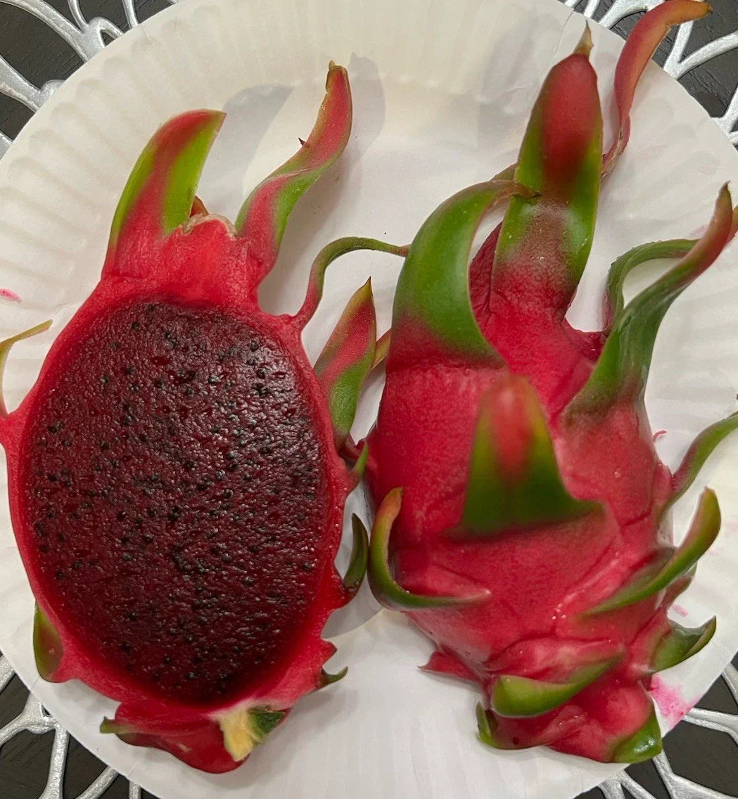 Dragon Fruit Cuttings Starter Pack 4 Pieces Sin Espinas Variety Hylocereus undatus