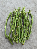 Rooted Sweet Potato Slips - 15 Vining Cuttings for Planting - Ipomoea batatas Vegetable Plant