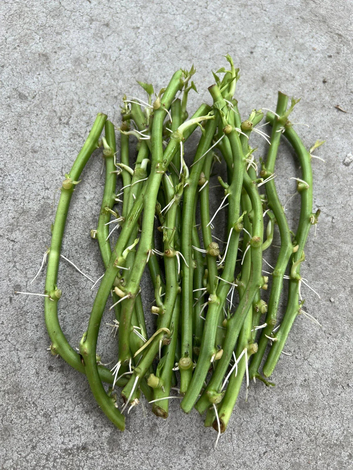 Rooted Sweet Potato Slips - 15 Vining Cuttings for Planting - Ipomoea batatas Vegetable Plant