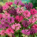 Bee Balm Seeds - Mixed Colors Perennial - Monarda Didyma - Non-GMO Flower Seeds for Pollinators and Hummingbirds