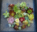 Succulent Cuttings Lot of 10 Rosette Pieces Echeveria, Aeonium, Sempervivum | Easy Propagation & Drought Tolerant