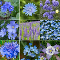 Wildflower Seed Mix 1000 Non-GMO Heirloom Blue Flowers for Pollinators - SINGIN' THE BLUES