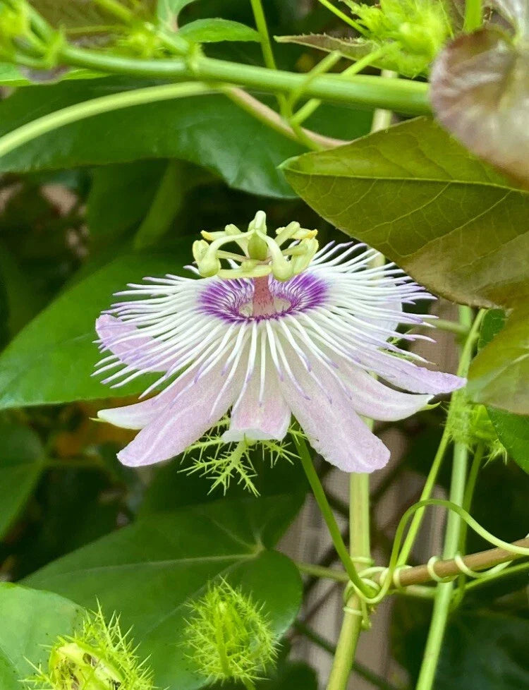 Passiflora Vine Cuttings 25 Pieces - Butterfly Host Plant Climbing Passiflora spp.