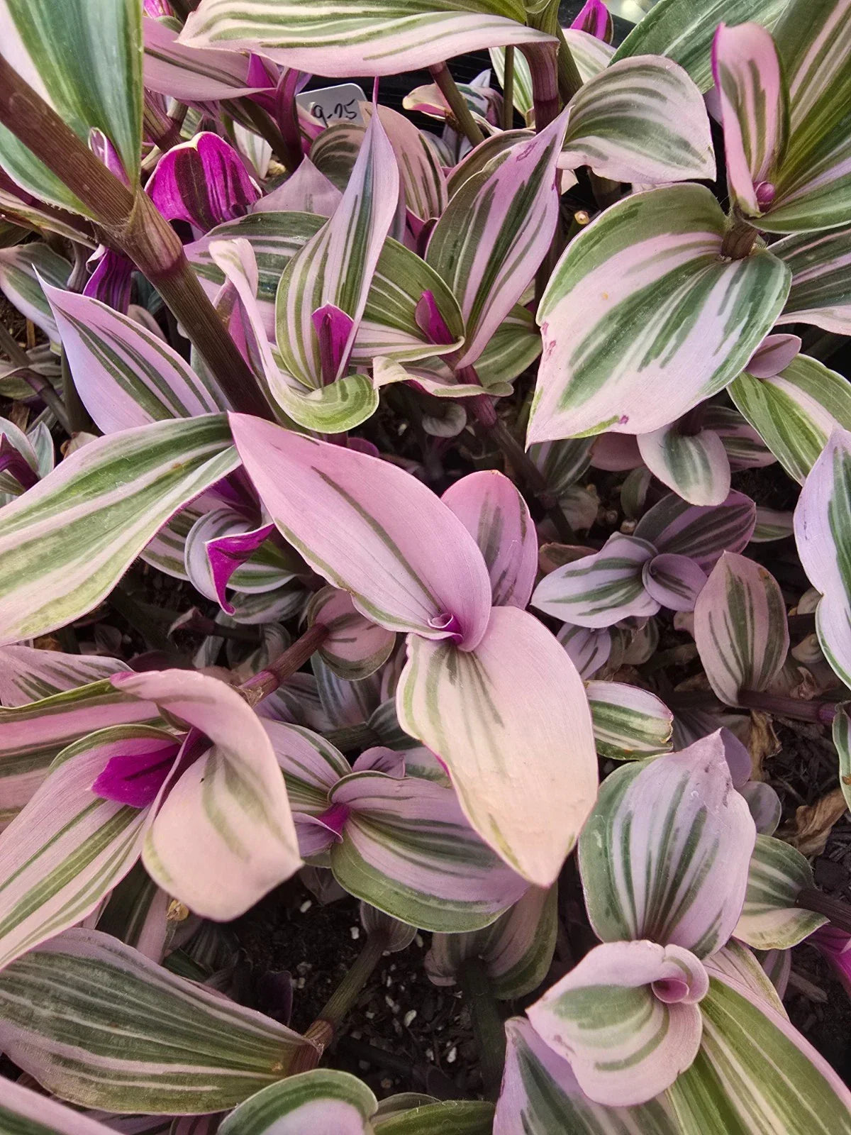 Wandering Jew Plant Cuttings - 5 Tradescantia Nanouk Cuttings Ready to Grow