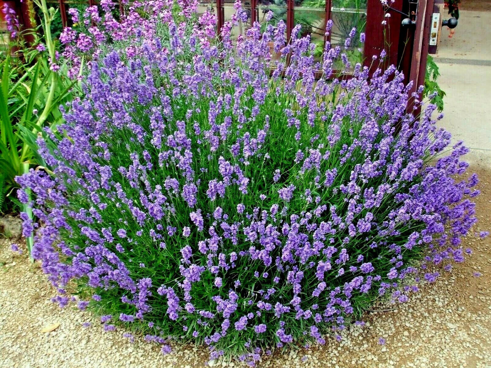 Organic Lavender Seeds - 301+ True English Lavandula angustifolia for Aromatic Oils, Fragrance, Dried Flowers, Repellent