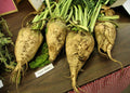 Beet Seeds - Sugar Beet Variety - Beta vulgaris - 110 Seeds for Home Garden & Small Farms