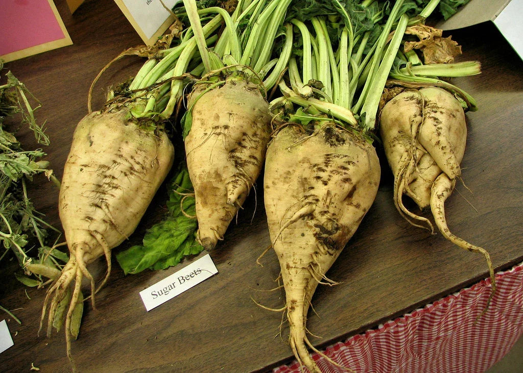Beet Seeds - Sugar Beet Variety - Beta vulgaris - 110 Seeds for Home Garden & Small Farms