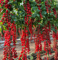 Waterfall Tomato Seeds - Heirloom Organic, Sweet, High Yield, Solanum lycopersicum, 100+ Seeds, Indeterminate, Red Fruit