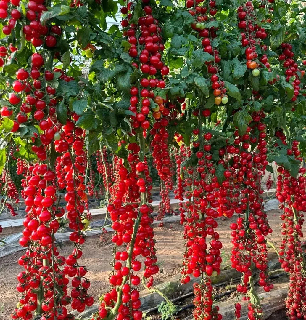 Waterfall Tomato Seeds - Heirloom Organic, Sweet, High Yield, Solanum lycopersicum, 100+ Seeds, Indeterminate, Red Fruit