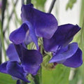 Royal Navy Blue Sweet Pea Seeds - Climbing Vine, Blue/Purple Flowers, Lathyrus odoratus, Heirloom Garden Seeds