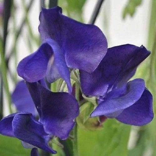 Royal Navy Blue Sweet Pea Seeds - Climbing Vine, Blue/Purple Flowers, Lathyrus odoratus, Heirloom Garden Seeds