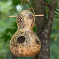 Birdhouse Gourd Seeds, Pack of 15, Lagenaria siceraria, Crafting & Birdhouse Plants, Non-GMO, Free Shipping USA