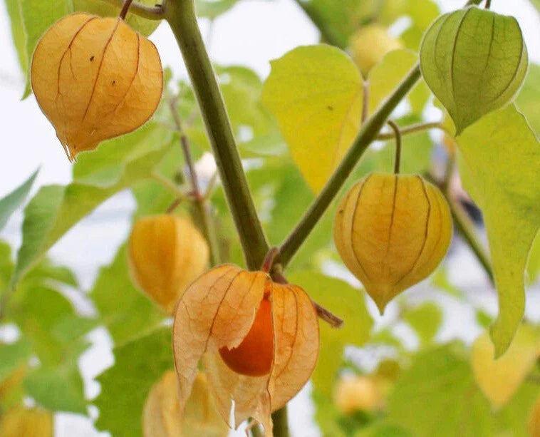 Tomatillo Seeds Pack of 100+ | Physalis ixocarpa | Fruit for Salsas & Sauces | Home Garden, Easy to Grow