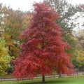 Blackgum Tree Live Plants Set of 2, 16-24 Inches, Nyssa sylvatica, Deciduous Pyramidal Tree with Vibrant Fall Foliage