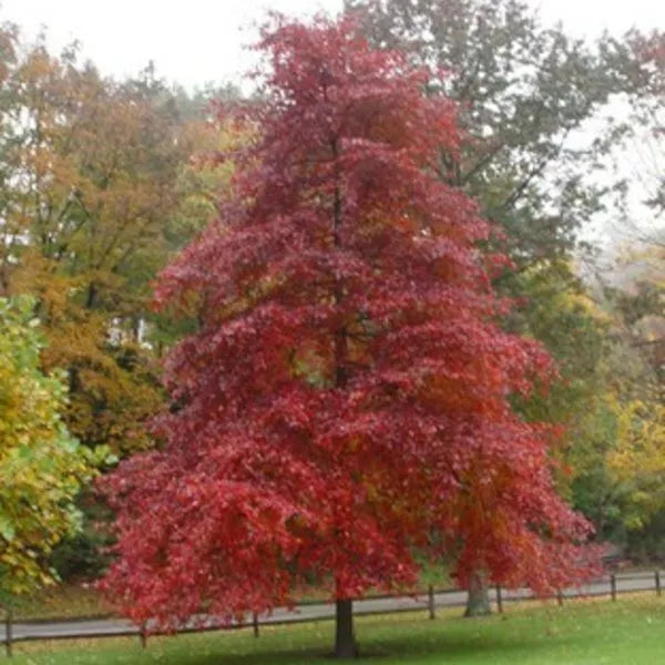 Blackgum Tree Live Plants Set of 2, 16-24 Inches, Nyssa sylvatica, Deciduous Pyramidal Tree with Vibrant Fall Foliage