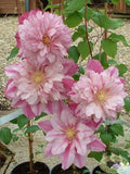 Double Light Pink Clematis Seeds – Climbing Perennial Vine for Garden, Fences & Arbors, Clematis 'Double Light Pink'