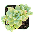 Live Sedum Clavatum Succulent Plant in 2-Inch Pot | Indoor Drought-Tolerant Crassulaceae Plant
